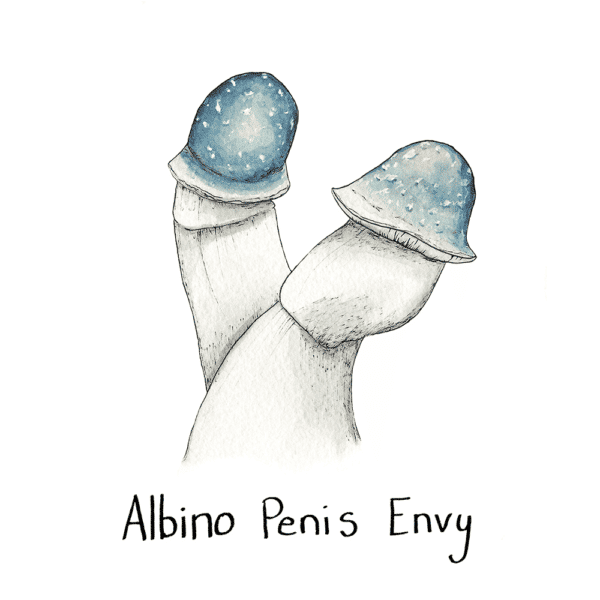 Albino Penis Envy Swab