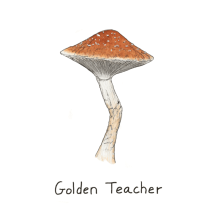 Golden Teacher Spore - Syringe