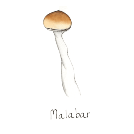 Malabar Spore Syringe