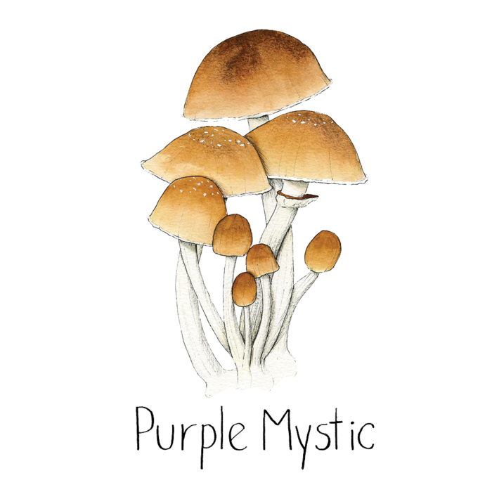 Purple Mystic Spore Syringe