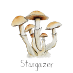 Stargazer Spore Syringe