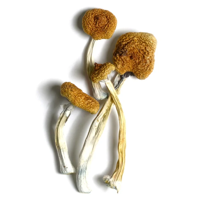 Magic B+ Mushrooms