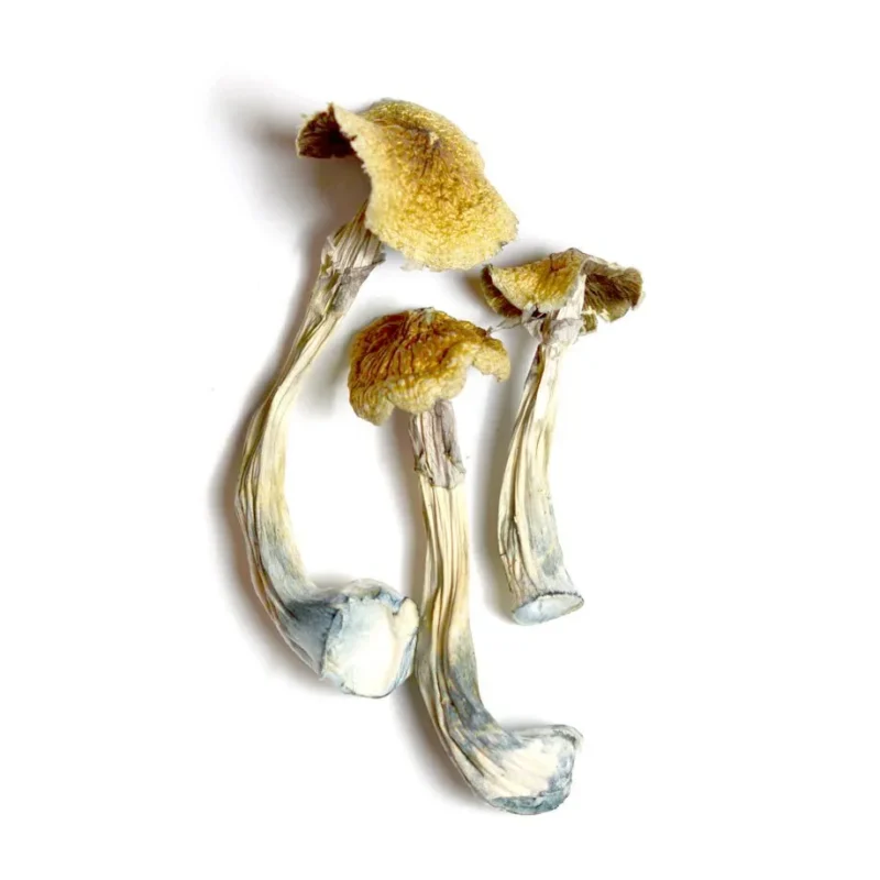 Ecuador-psilocybe-cubensis.jpg