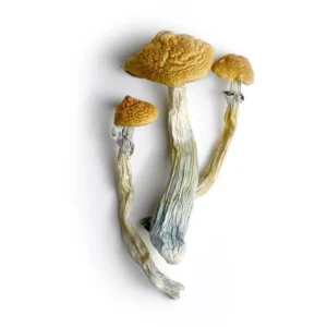Unveiling the Wonders of Hillbilly Magic Mushrooms: A Natural Delight