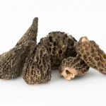 Dried Morel Mushroom